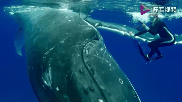 男子举重决赛上演意外惊险一幕 男子举重决赛上演意外惊险一幕